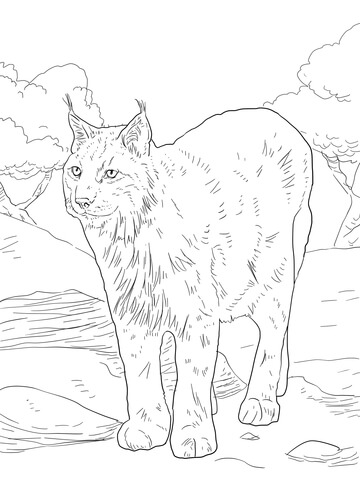 Eurasian Lynx Coloring Page